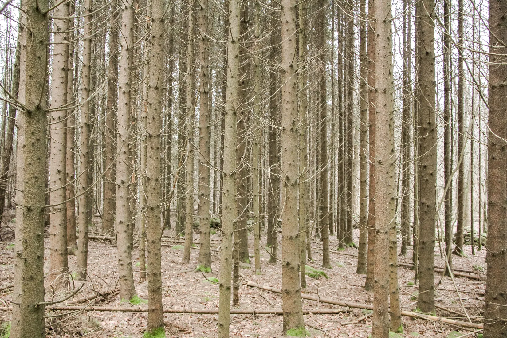 Gård/Skog, Hästveda, Hästveda, Hässleholm