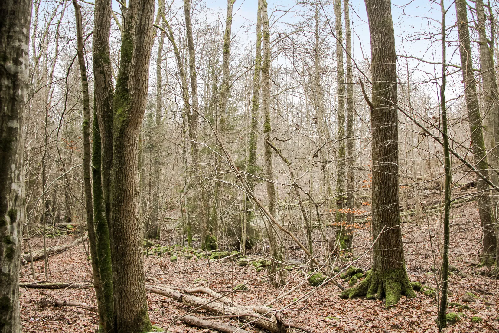 Gård/Skog, Hästveda, Hästveda, Hässleholm