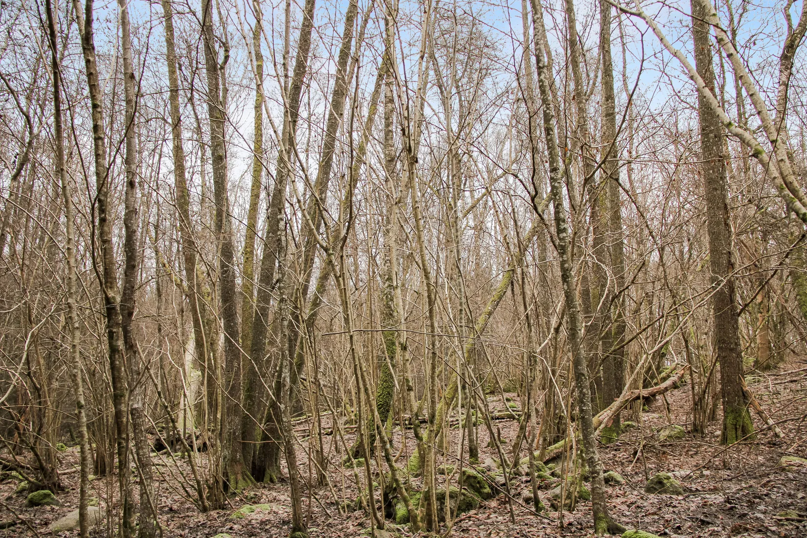 Gård/Skog, Hästveda, Hästveda, Hässleholm