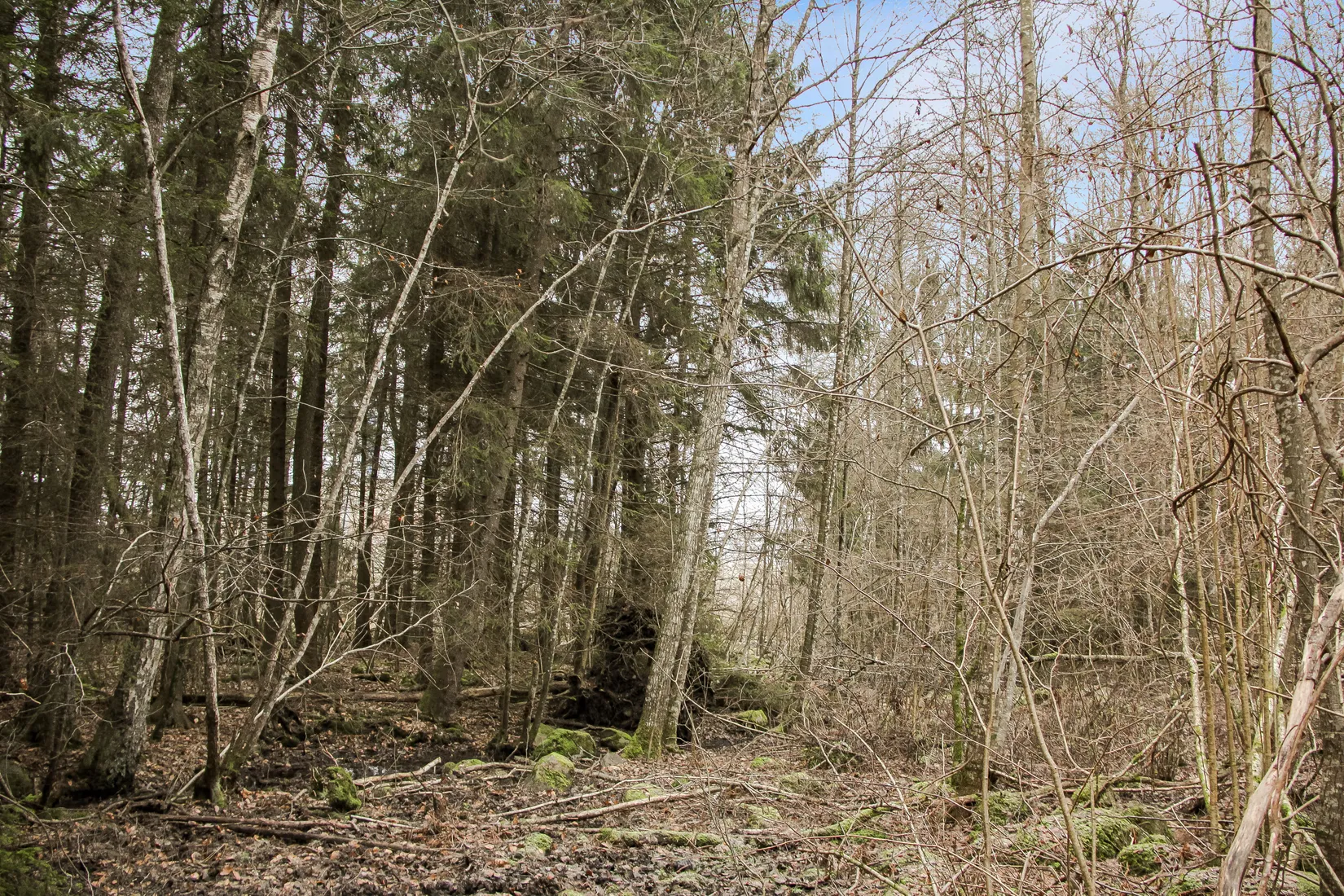 Gård/Skog, Hästveda, Hästveda, Hässleholm