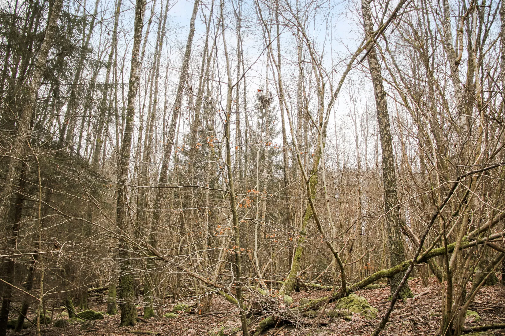 Gård/Skog, Hästveda, Hästveda, Hässleholm