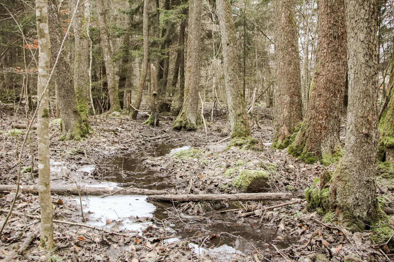 Gård/Skog, Hästveda, Hästveda, Hässleholm