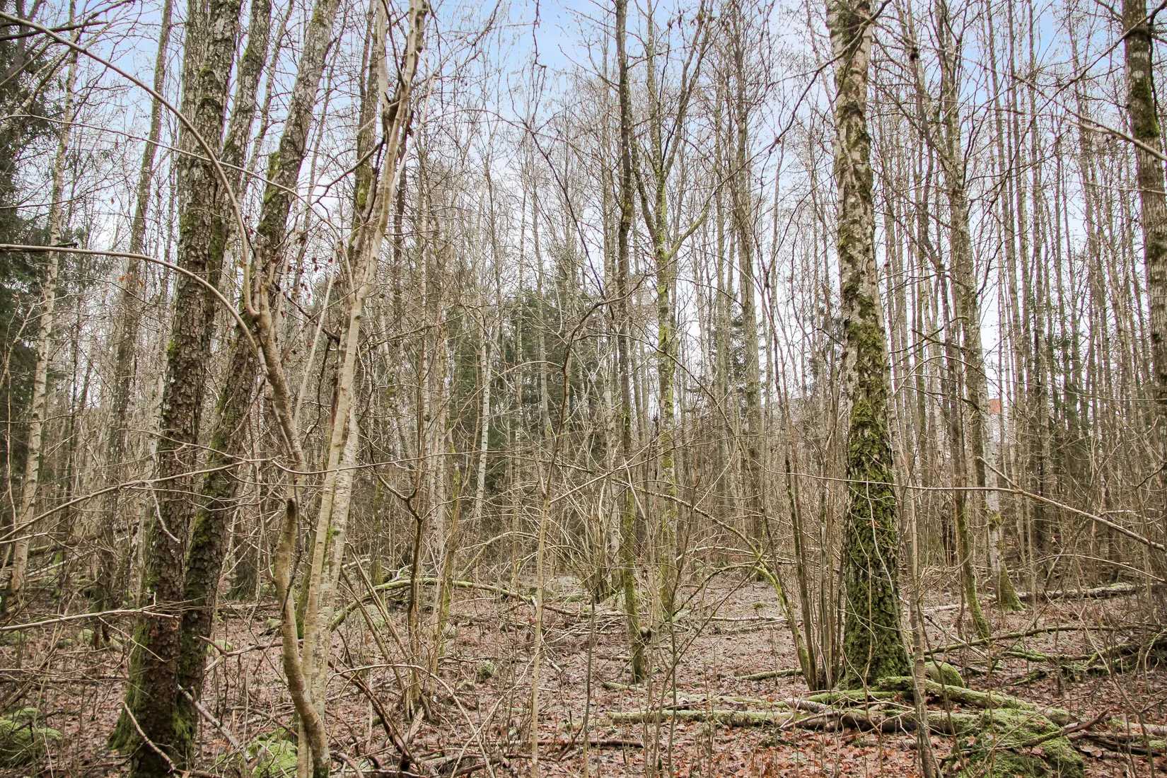 Gård/Skog, Hästveda, Hästveda, Hässleholm