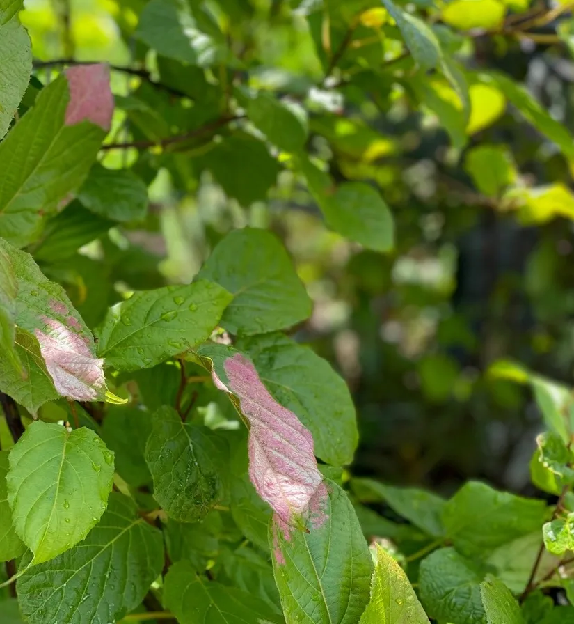 Bostadsrätt, Radhus, Sörgårdsvägen 133, Åkersberga Centrum, Österåker