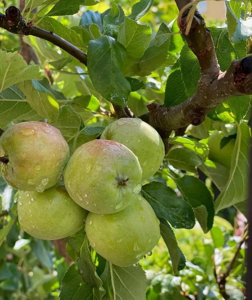 Bostadsrätt, Radhus, Sörgårdsvägen 133, Åkersberga Centrum, Österåker