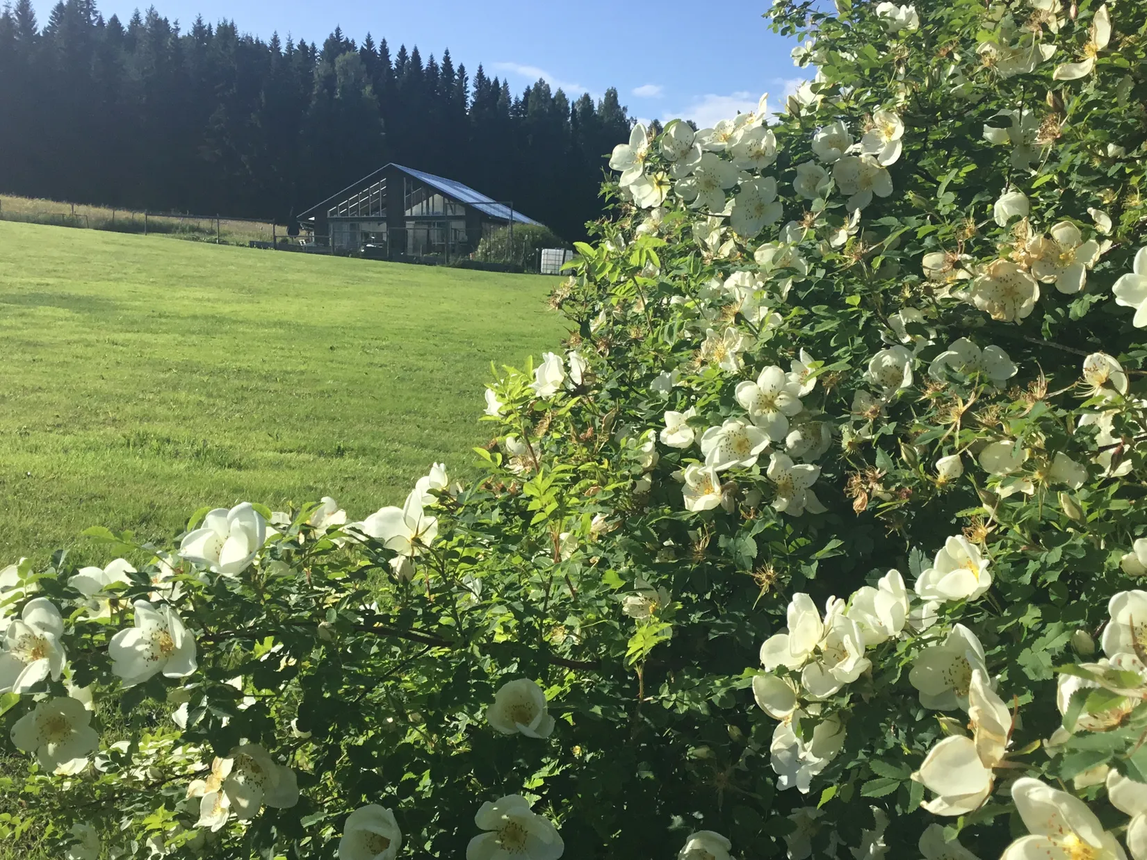 Gård/Skog, Västra Pengfors 21, Vännäs