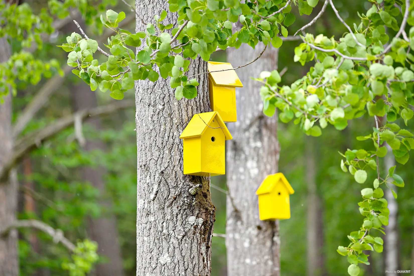Bostadsrätt, Torgny Segerstedts allé 24, Rosendal, Uppsala