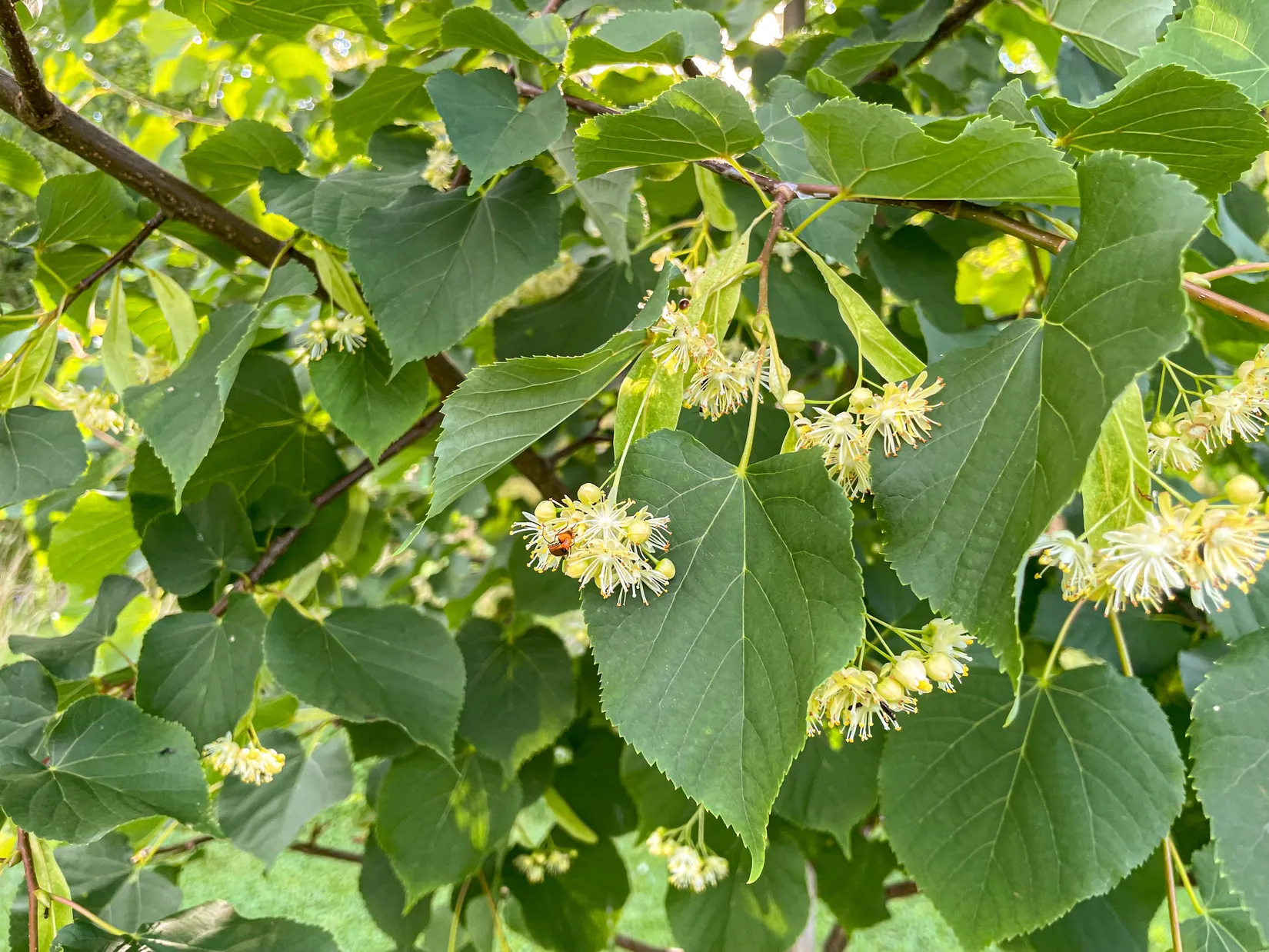 Fritidshus, Sjöhagsvägen 9, Fagersta
