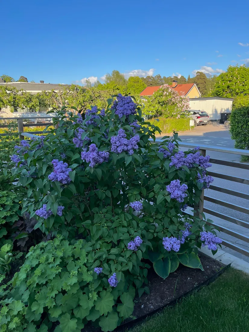 Villa, Blomstervägen 12, Sunnersta, Uppsala