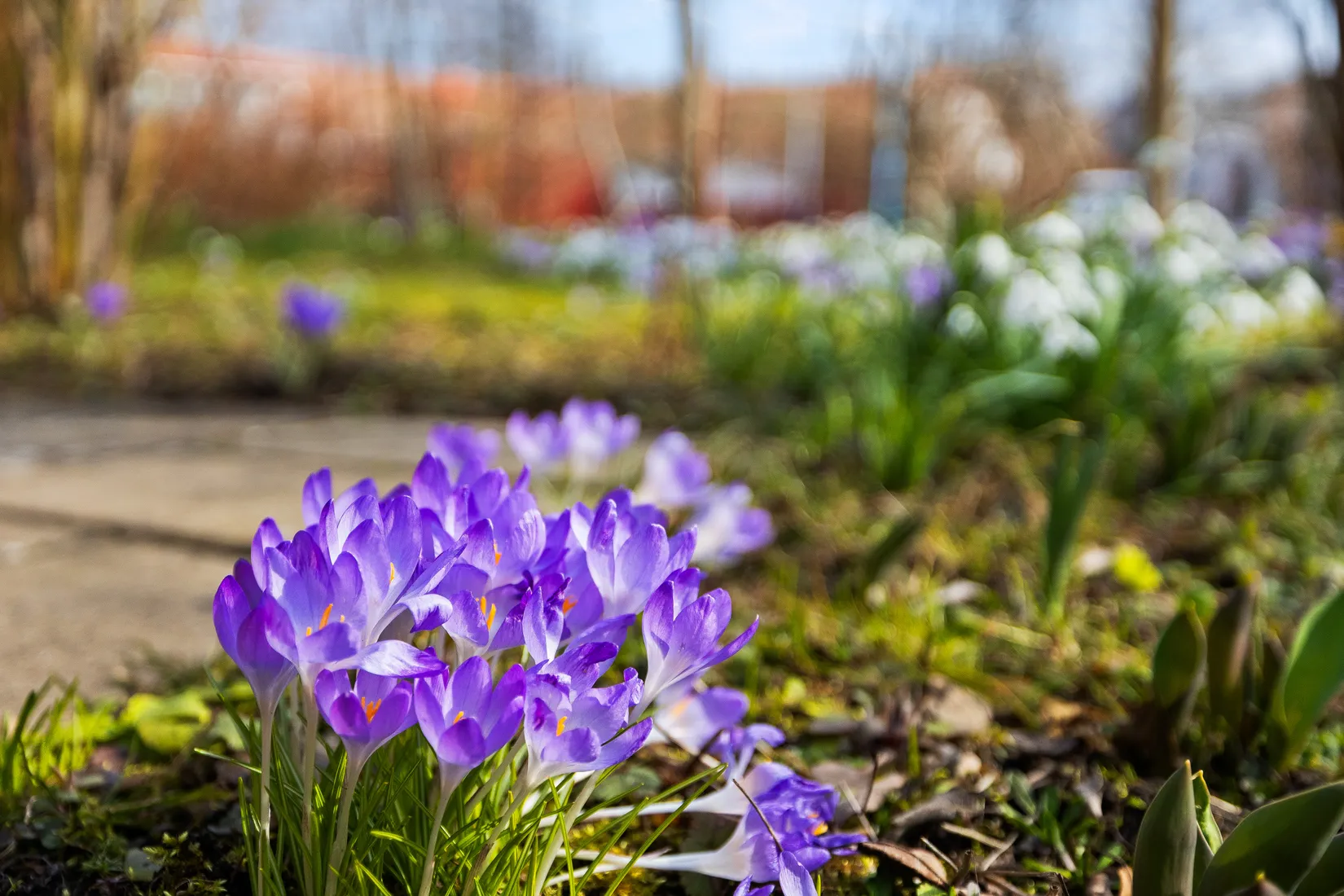 Villa, Rödkålsgatan 21, Åkeshall, Ystad