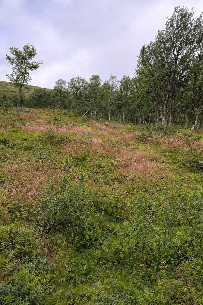 Tomt, Arådalen Gamla renstigen 113, Arådalen, Berg