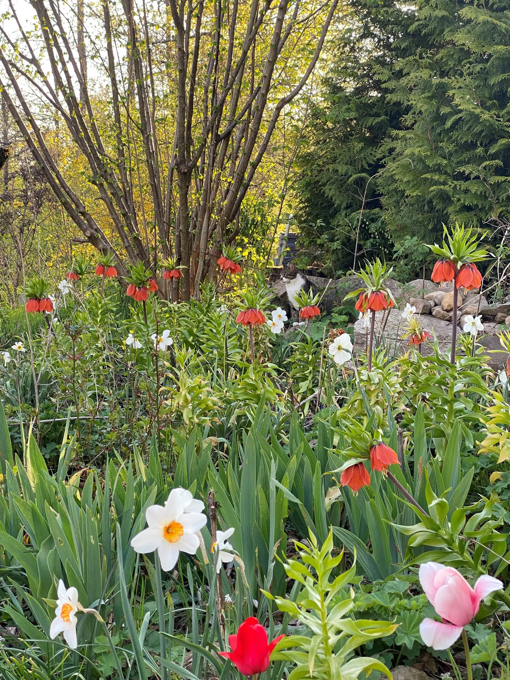 Villa, Blåbärsbacken 20, Skäralid, Klippan
