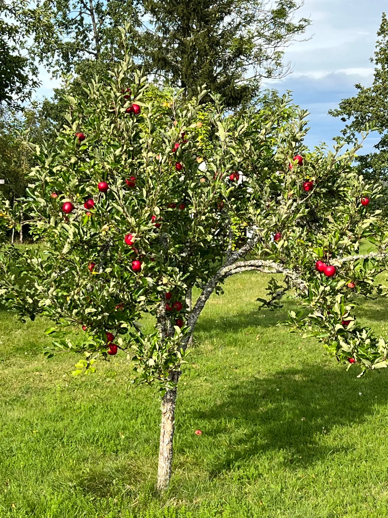 Villa, Södra Boasjö 121, Karlskrona