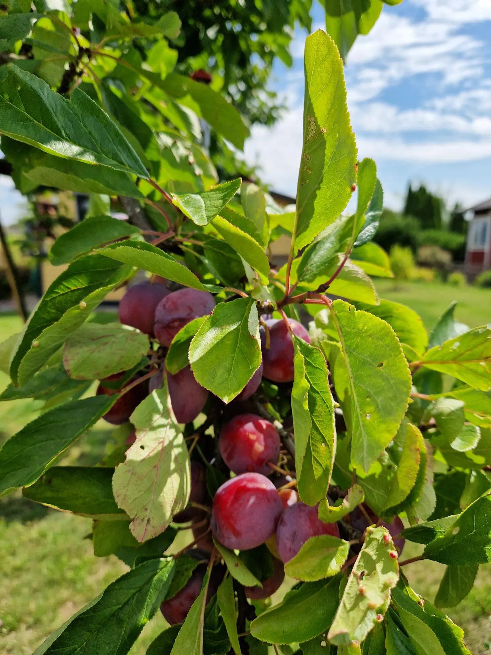 Fritidshus, Gång g 11, Landskrona