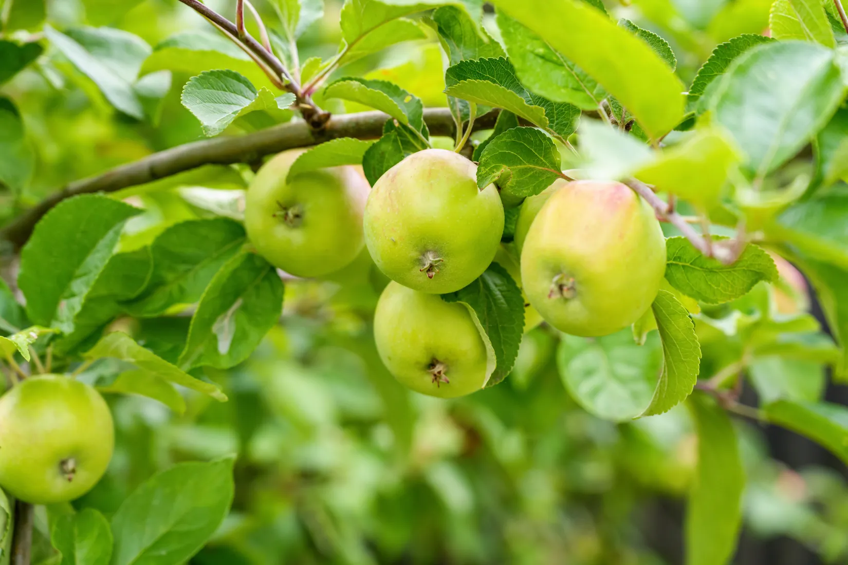 Villa, Stenöregatan 79, Bunkeflostrand, Malmö