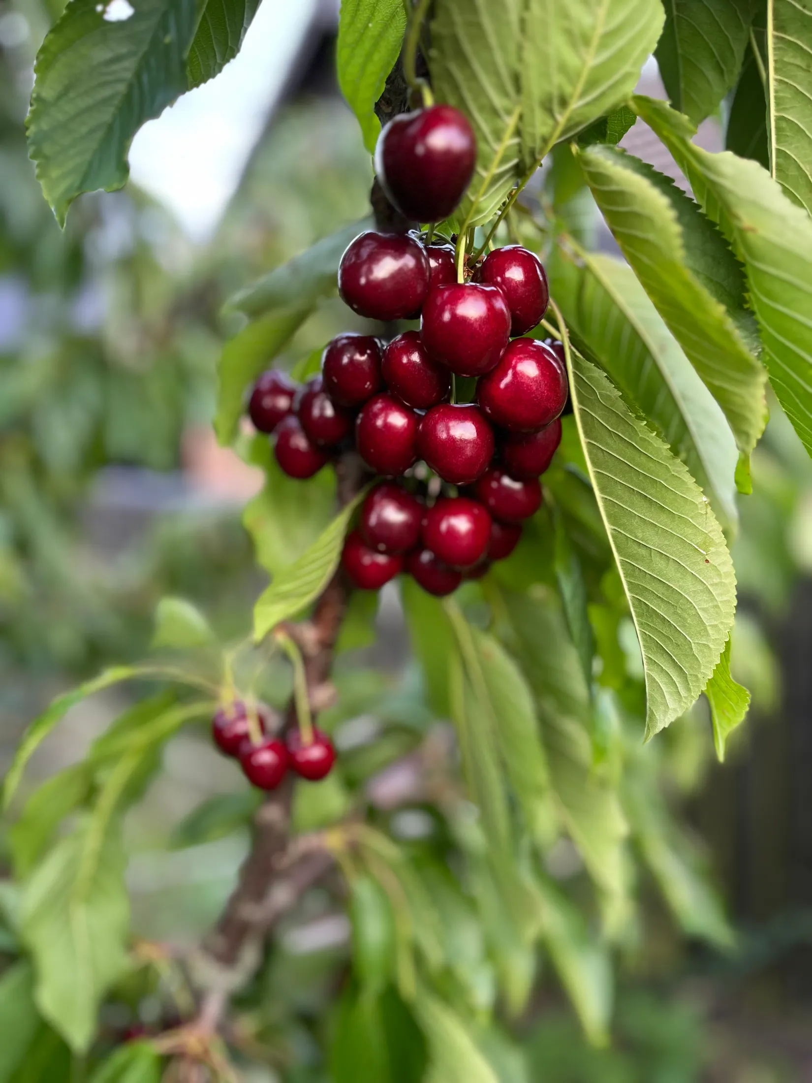 Villa, Stenöregatan 79, Bunkeflostrand, Malmö