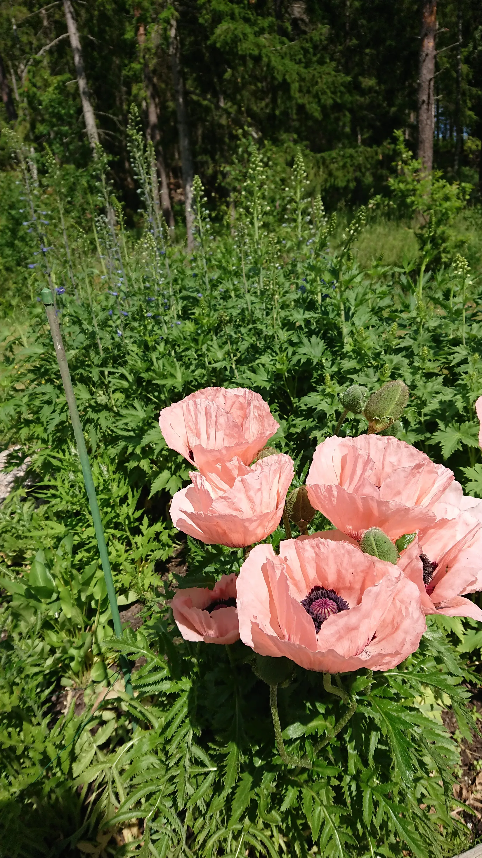 Villa, Fasttorp Ekehult, Lista, Eskilstuna