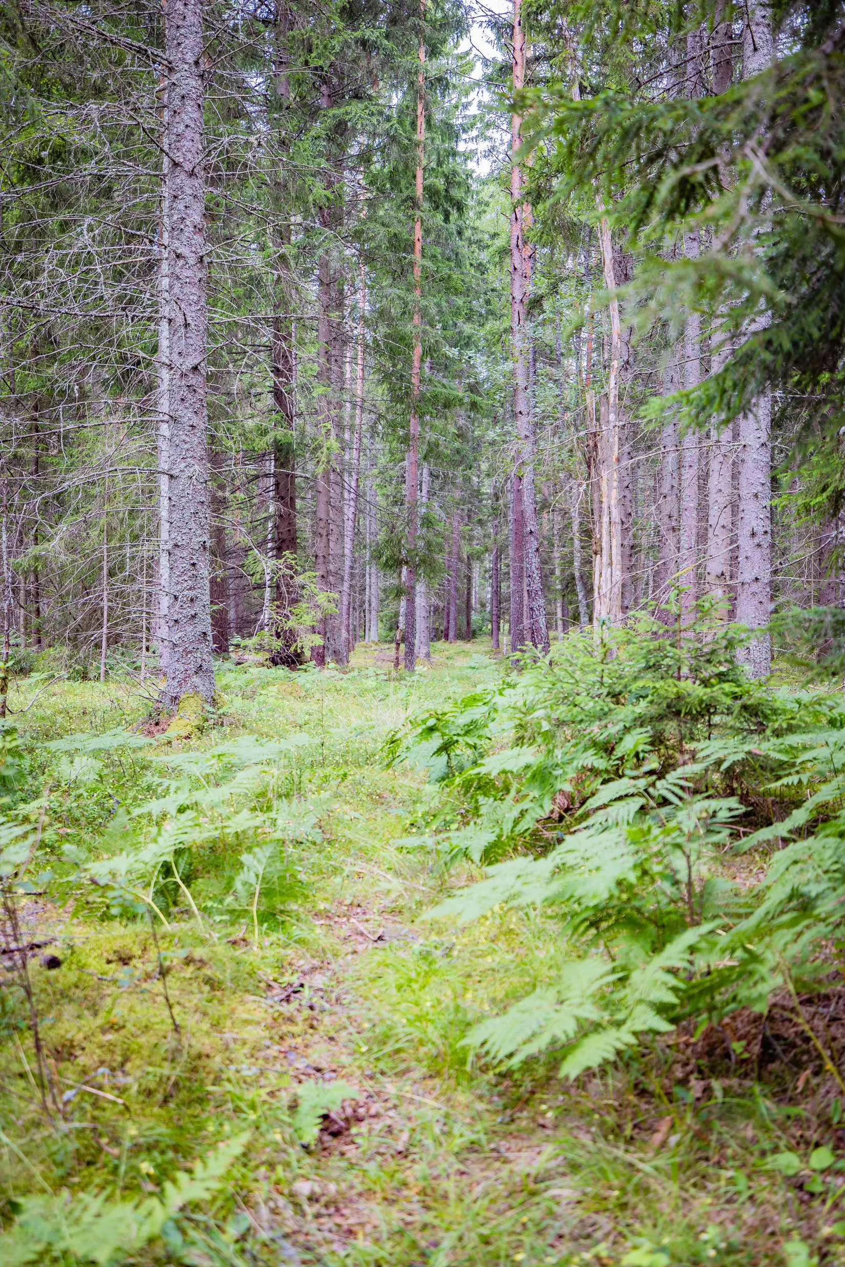 Gård/Skog, Hättorp 242, Motala