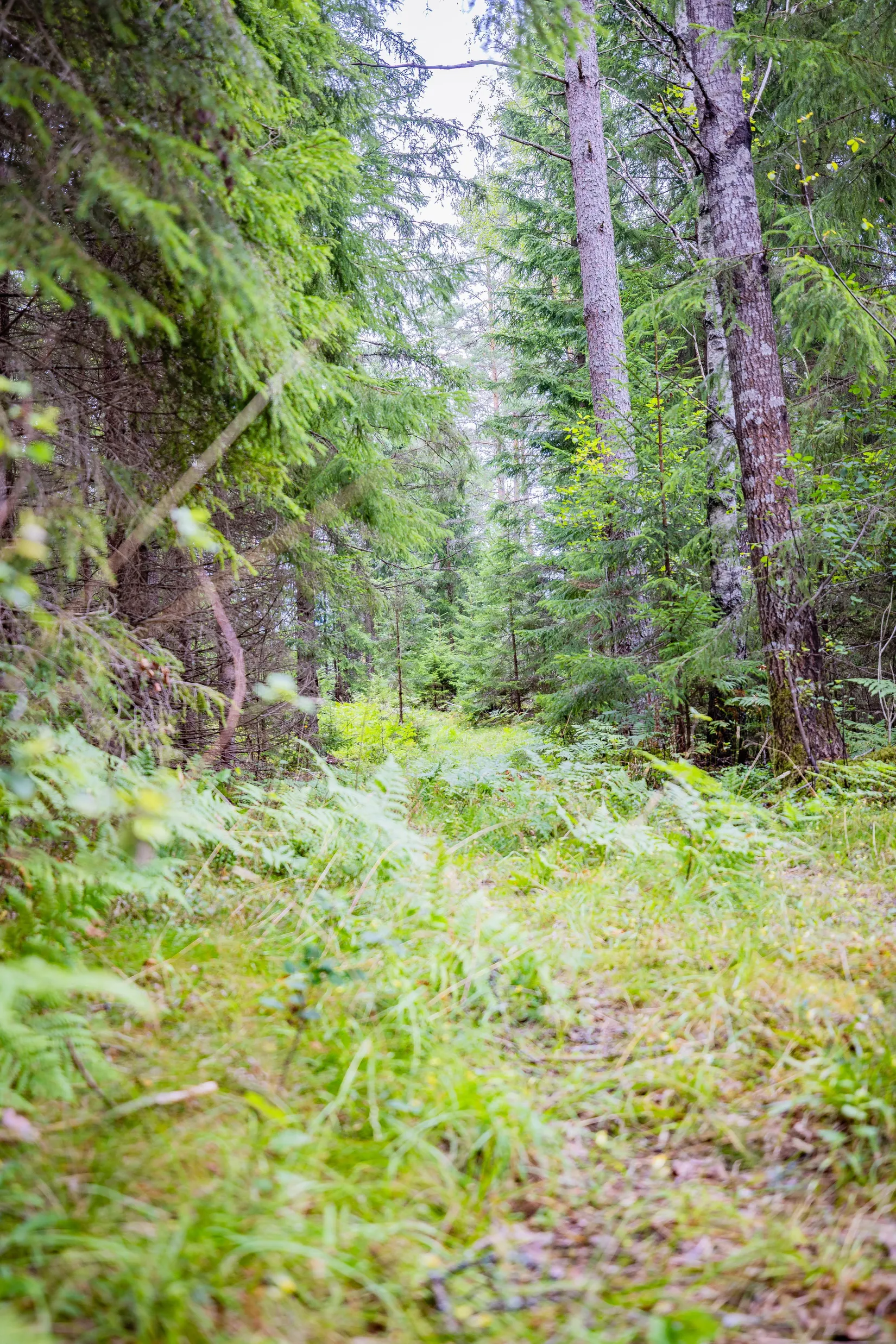 Gård/Skog, Hättorp 242, Motala