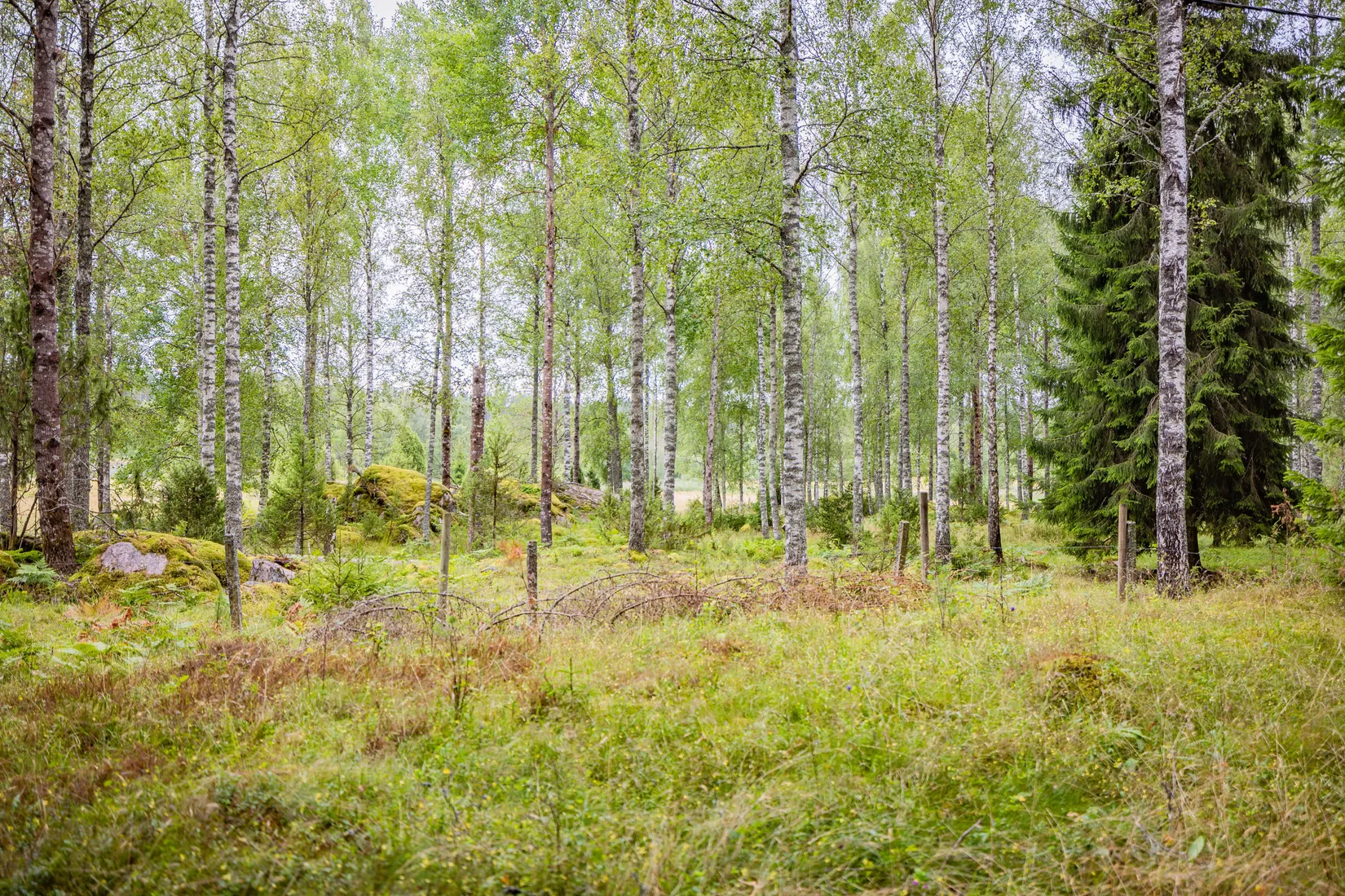 Gård/Skog, Hättorp 242, Motala