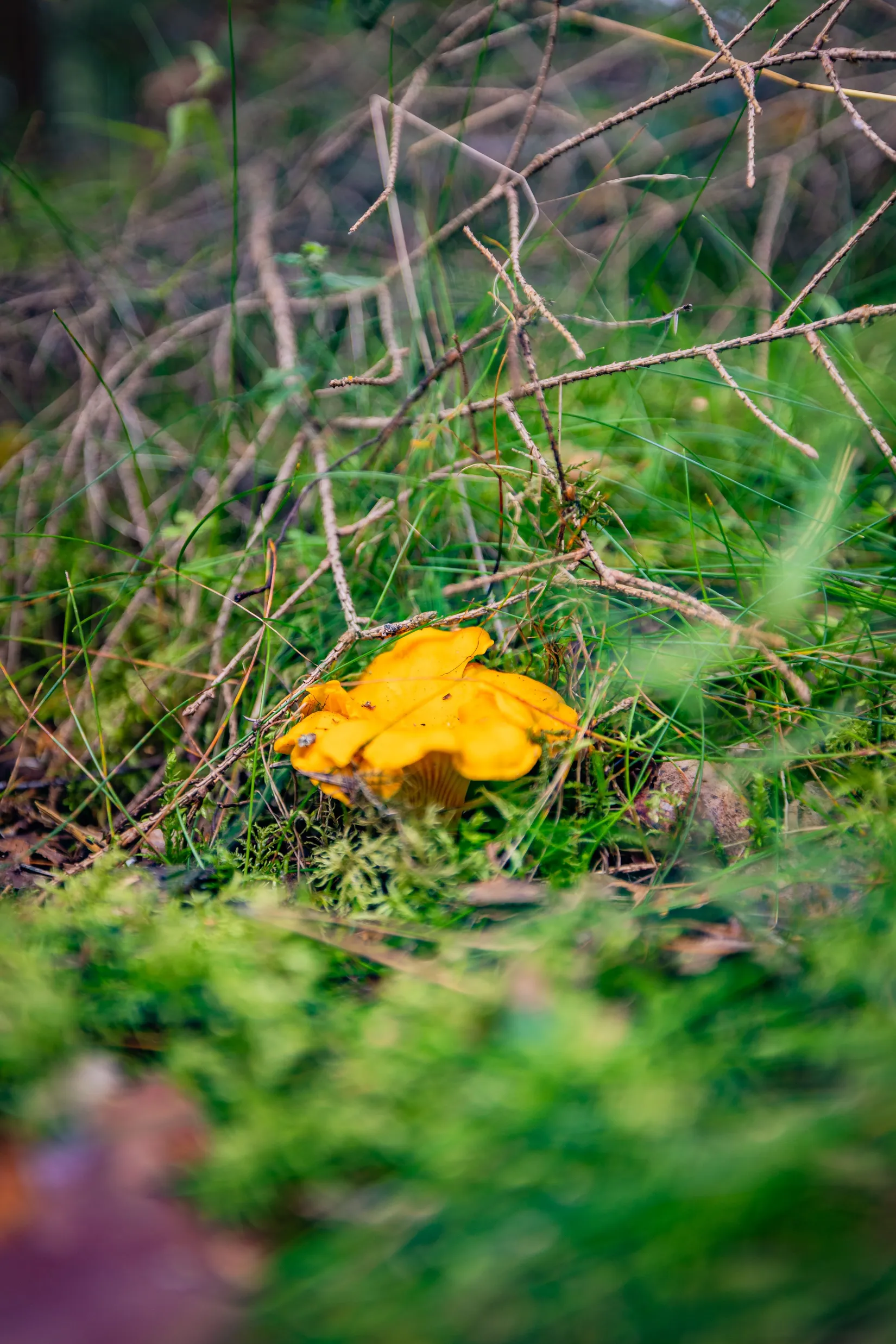 Gård/Skog, Hättorp 242, Motala