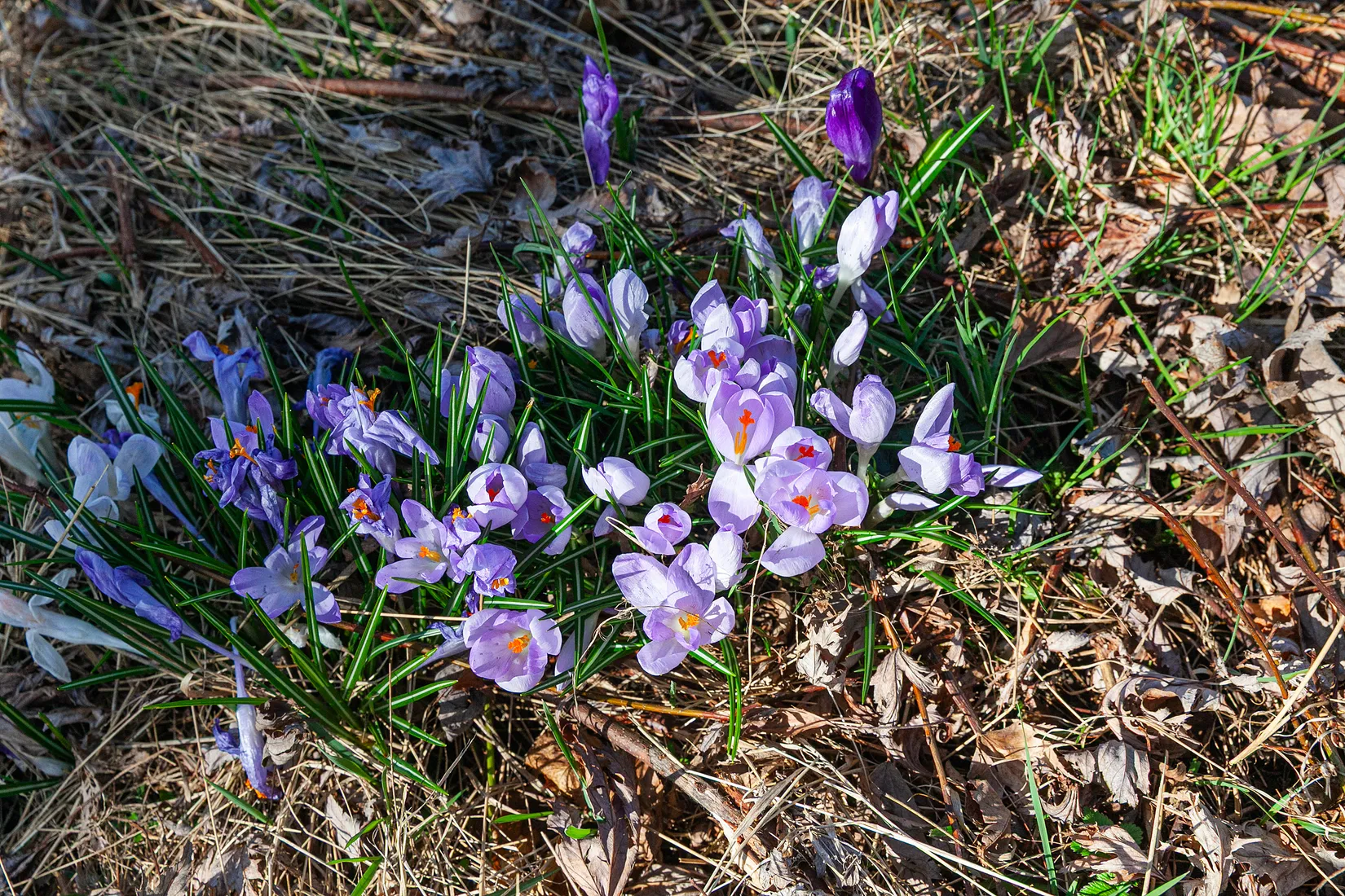 Bostadsrätt, Dalhemsvägen 17 A, Dalhem, Helsingborg
