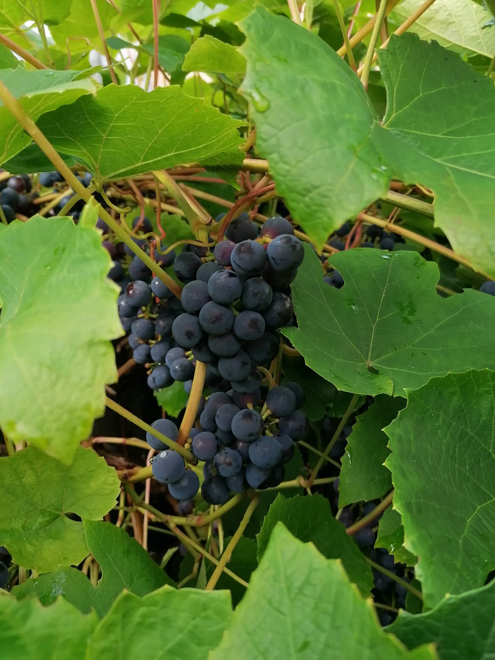 Villa, Radhus, Idrottsvägen 22, Örjans Vall, Halmstad