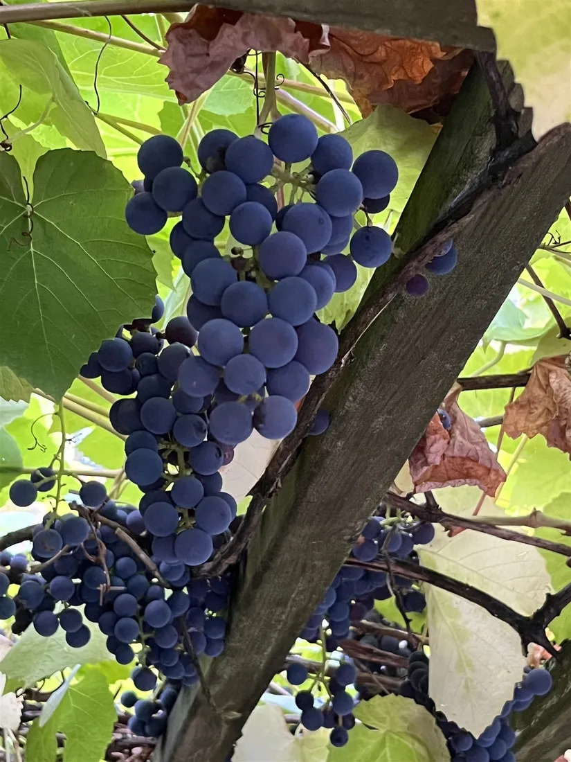 Villa, Bakfickan 4, Finsta, Norrtälje