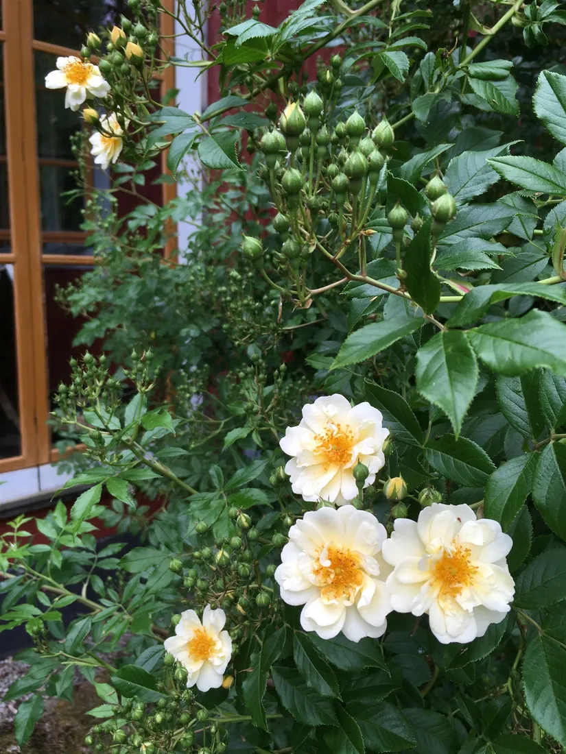 Villa, Bakfickan 4, Finsta, Norrtälje