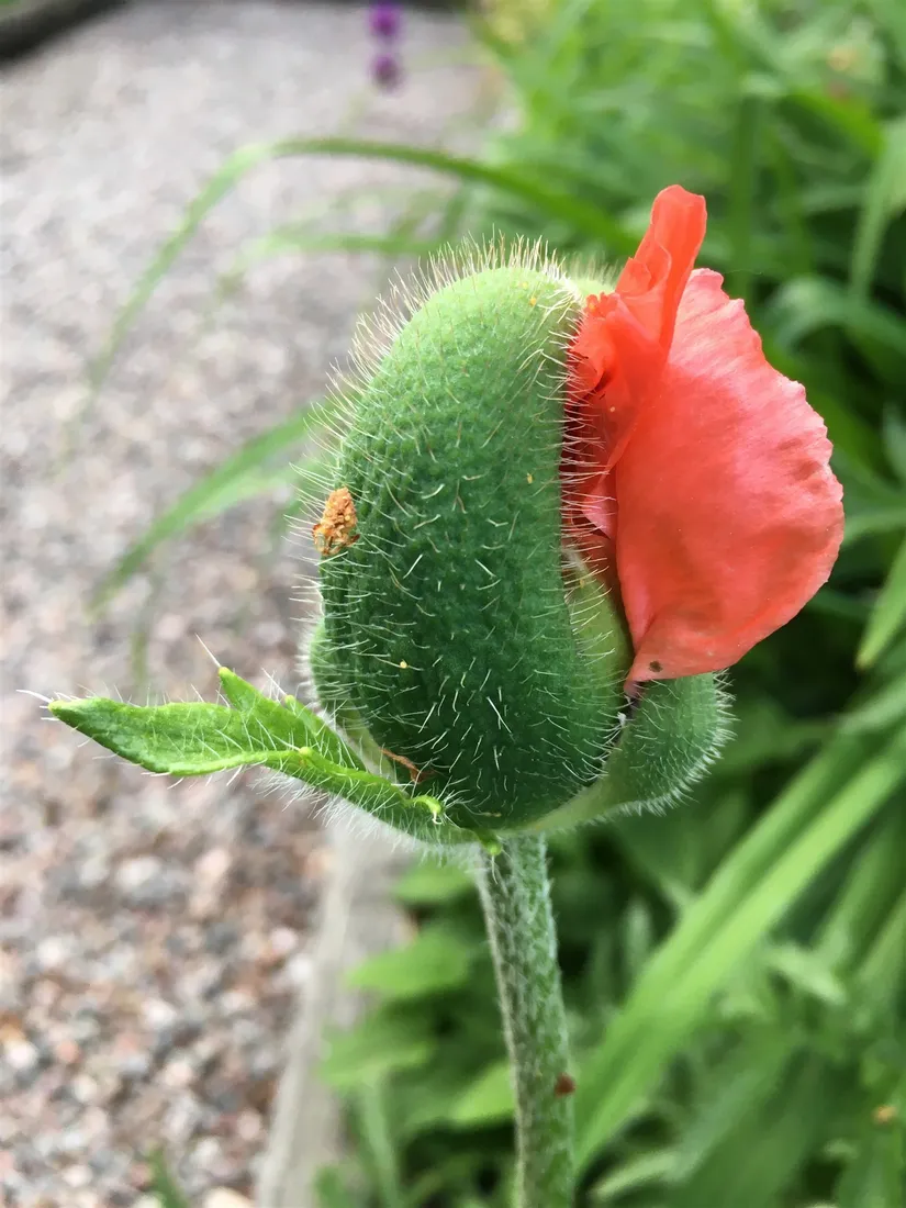 Villa, Bakfickan 4, Finsta, Norrtälje