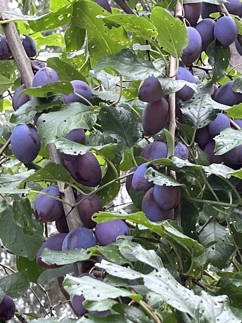 Villa, Bakfickan 4, Finsta, Norrtälje