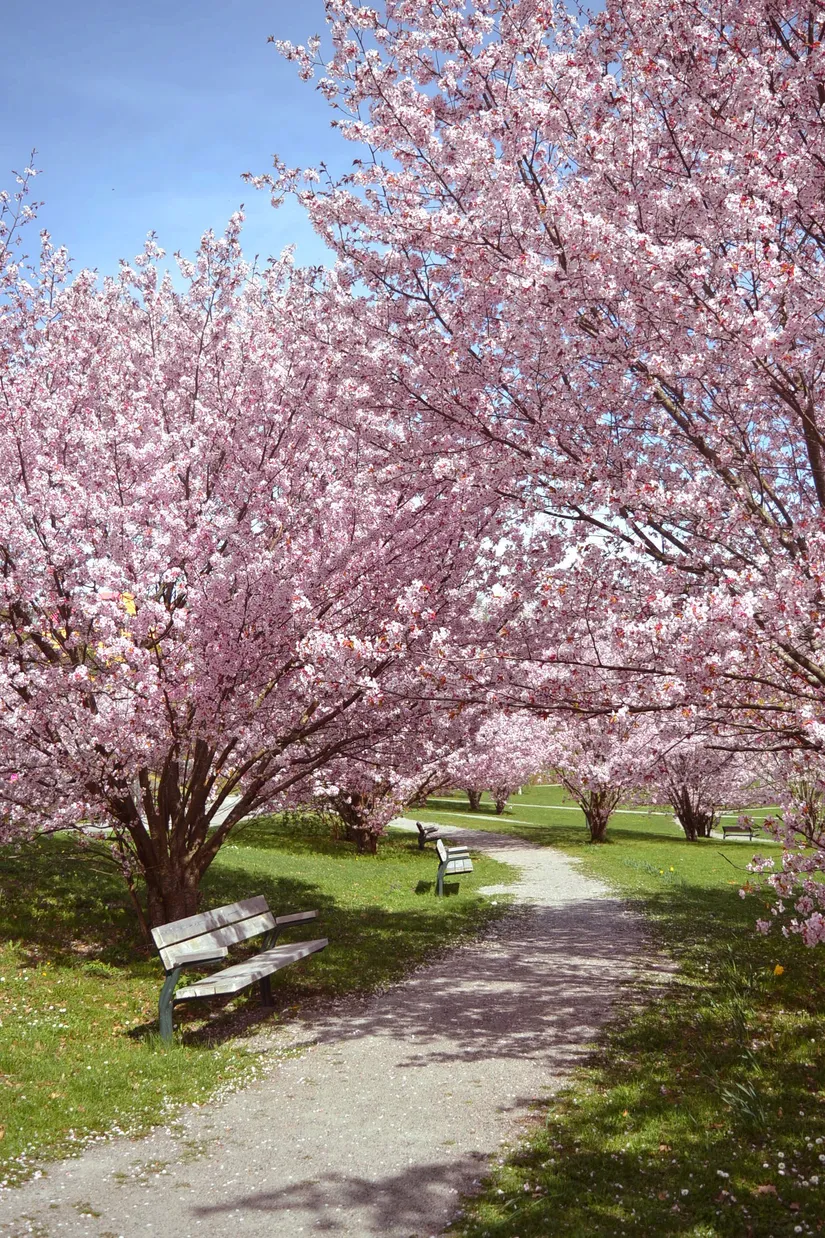 Bostadsrätt, Sikrenovägen 8, Danderyd