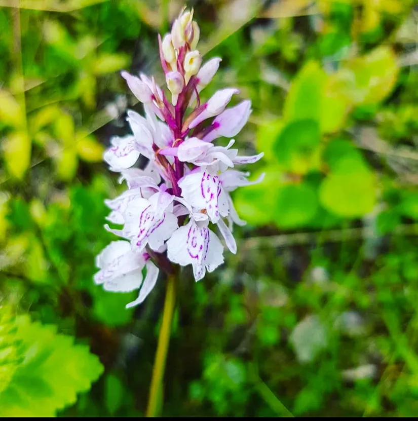 Villa, Avan 315, Skellefteå