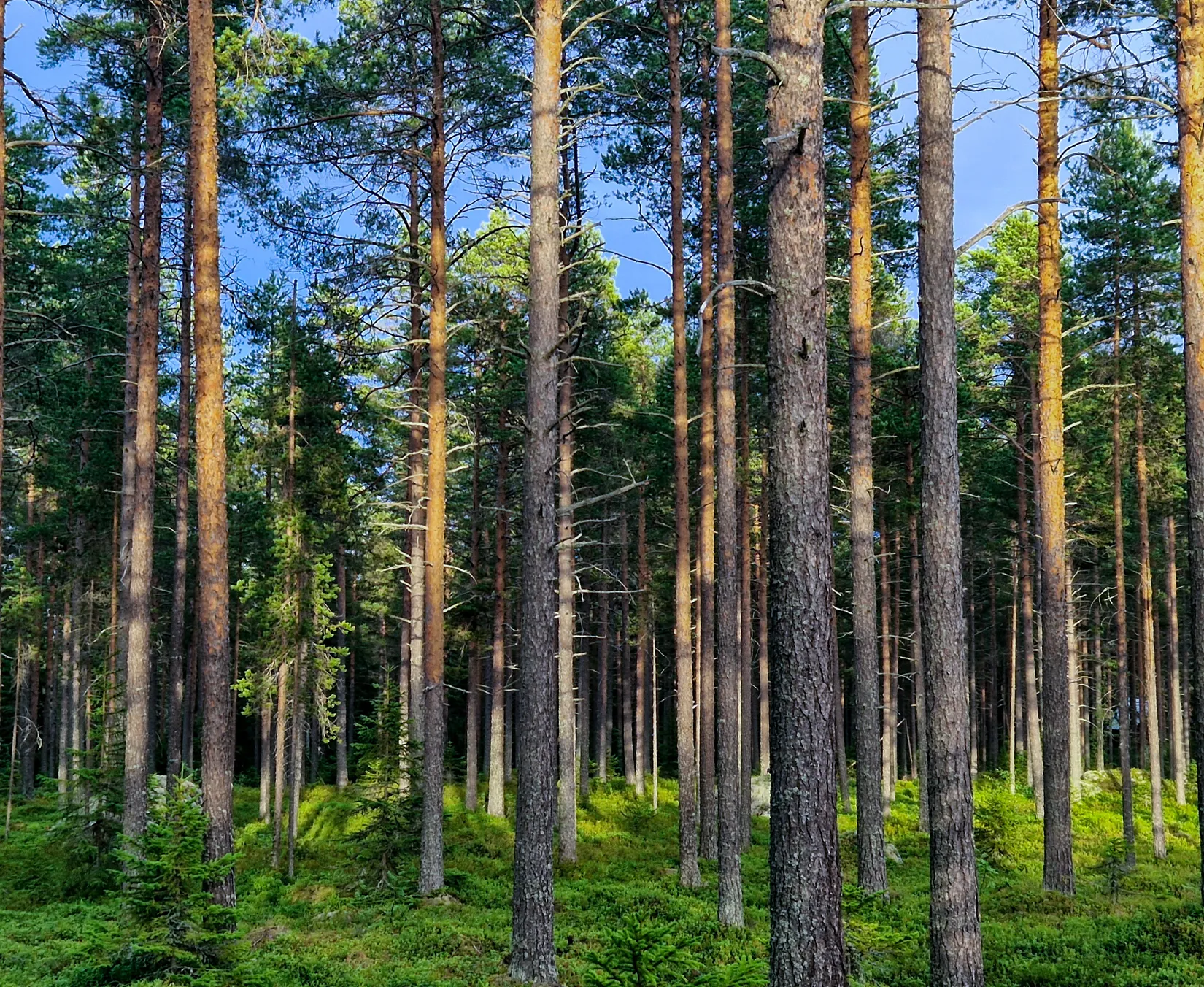 Villa, Avan 315, Skellefteå