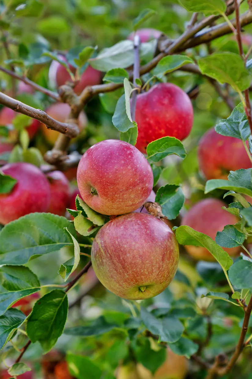 Villa, Stockholmsvägen 88, Gamla Enskede, Stockholm