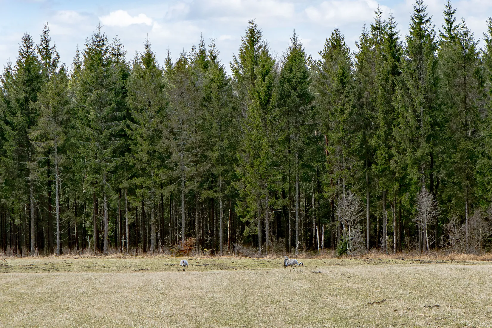 Gård/Skog, Sjöbol Wilhelmsgården 1, Torup, Hylte