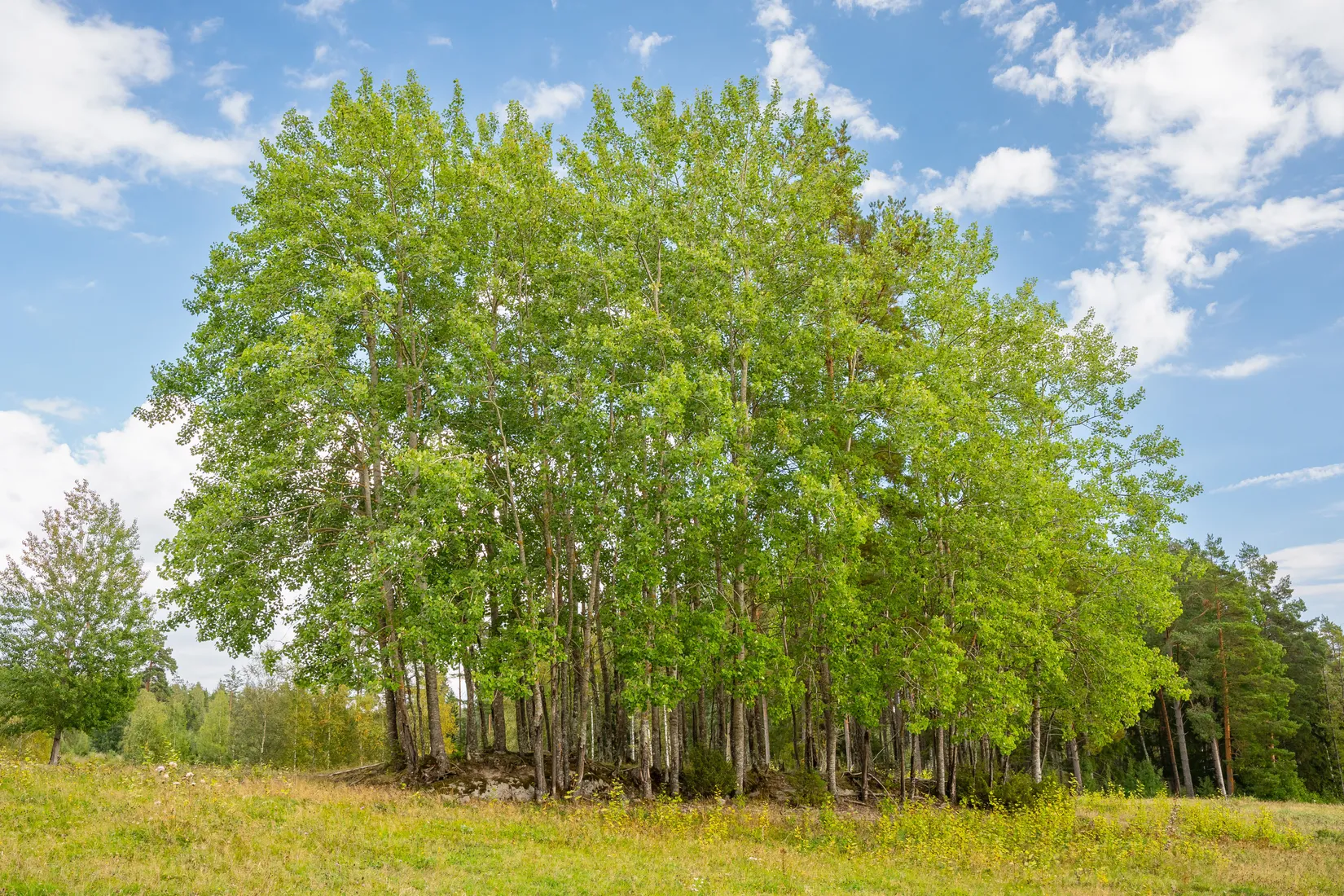 Gård/Skog, Vrångsjö Änglund, Kvarsebo, Norrköping