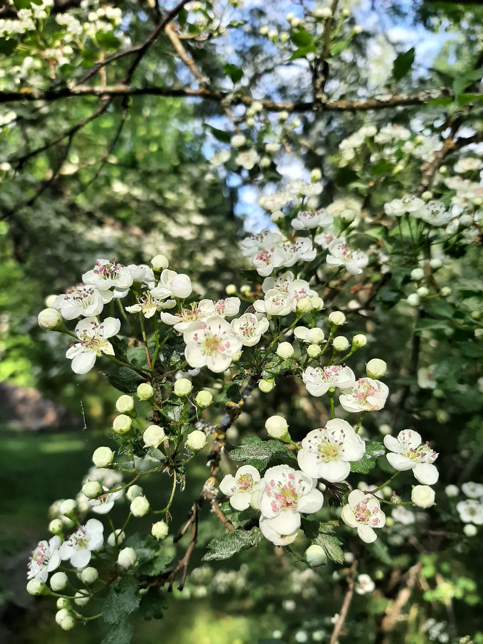 Fritidshus, Västra Viggeby 14, Mariefred/Viggeby, Strängnäs