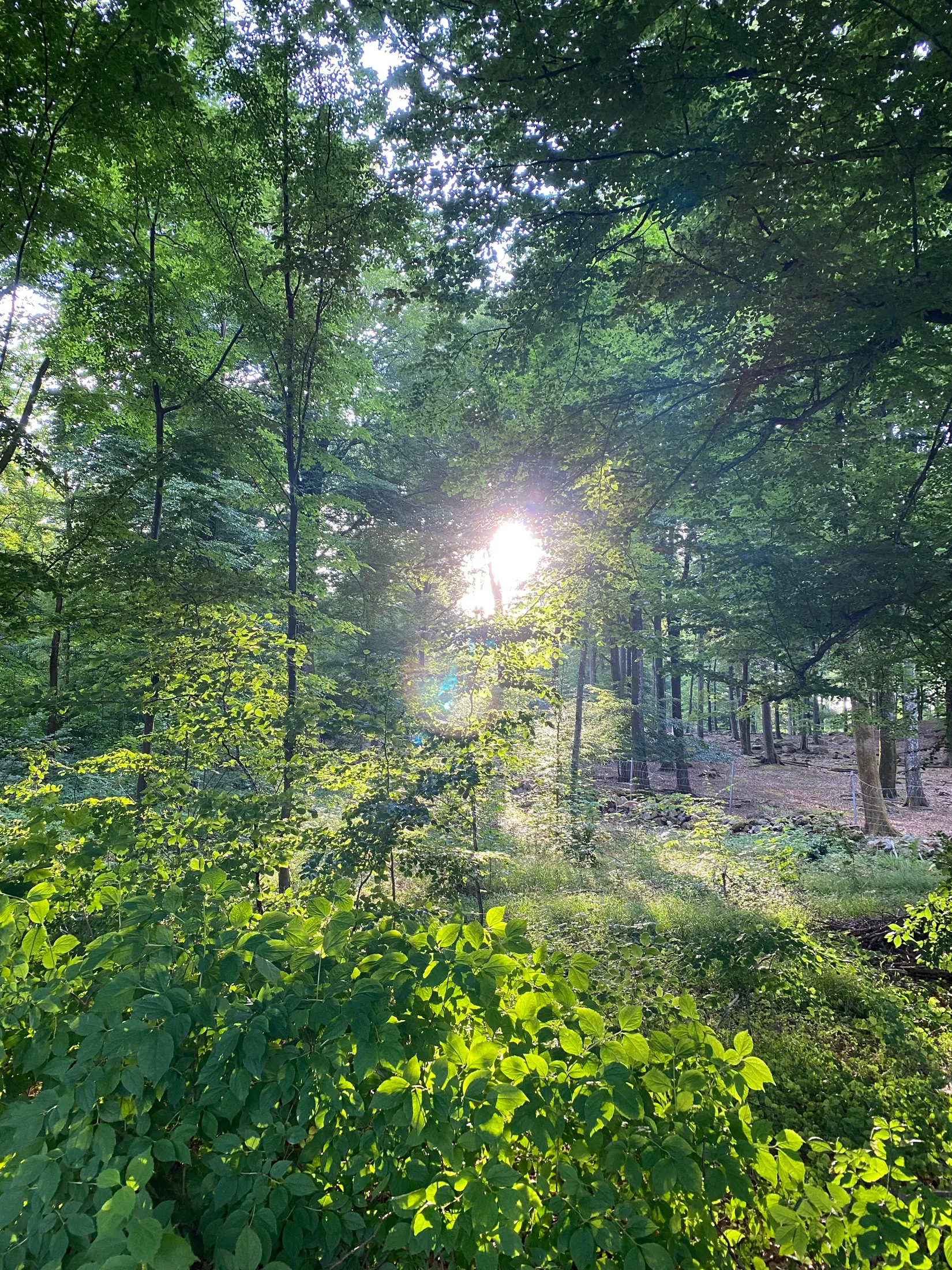 Fritidshus, Skogsvägen 17, Bosarpasjön  - Ankhult, Hässleholm