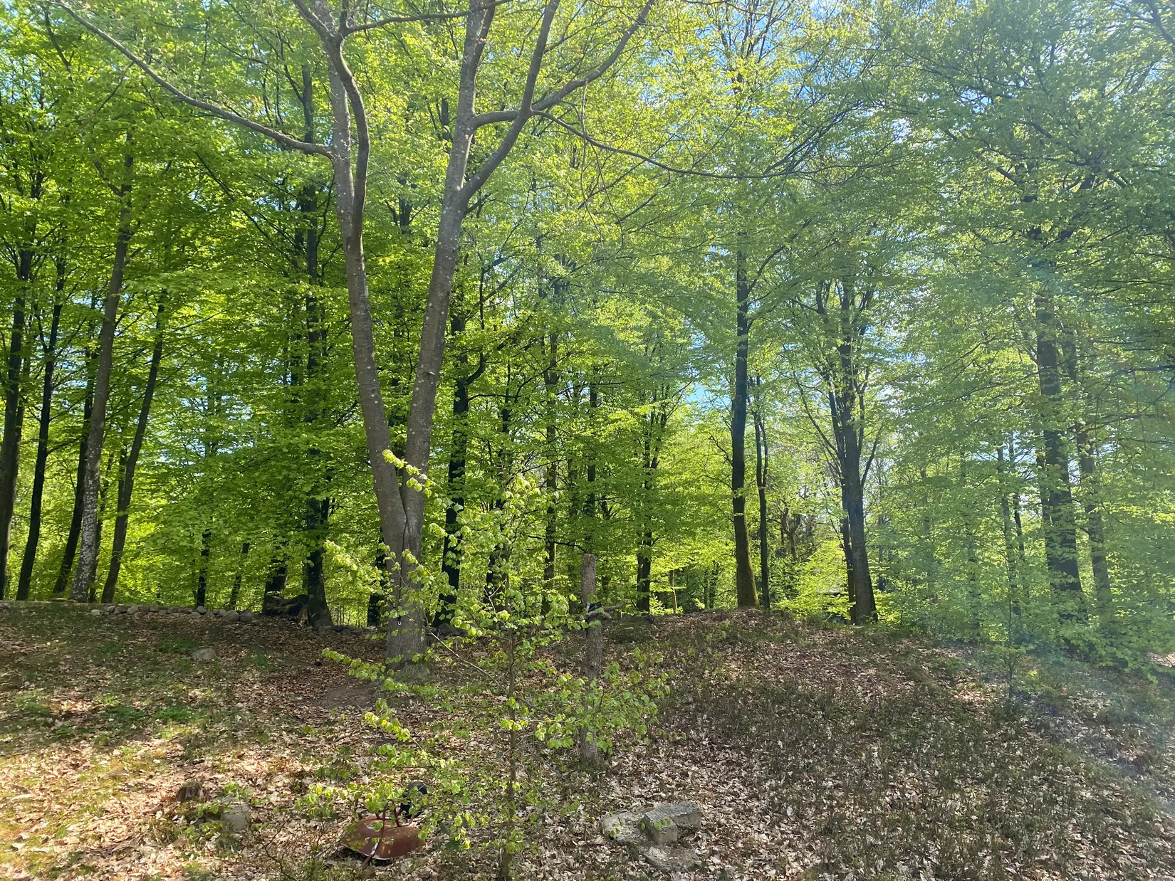 Fritidshus, Skogsvägen 17, Bosarpasjön  - Ankhult, Hässleholm