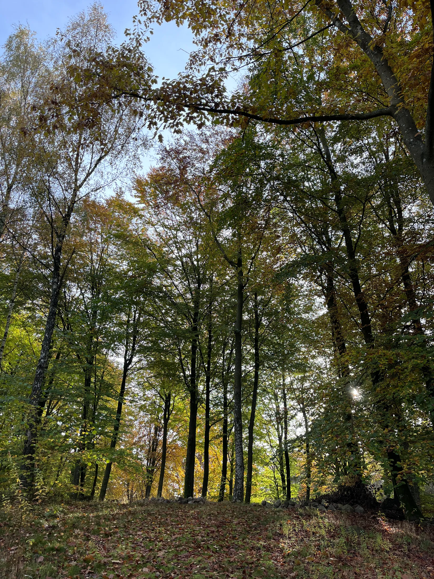 Fritidshus, Skogsvägen 17, Bosarpasjön  - Ankhult, Hässleholm