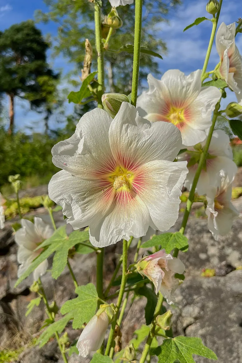 Villa, Gnejsvägen 43, Snättringe, Huddinge