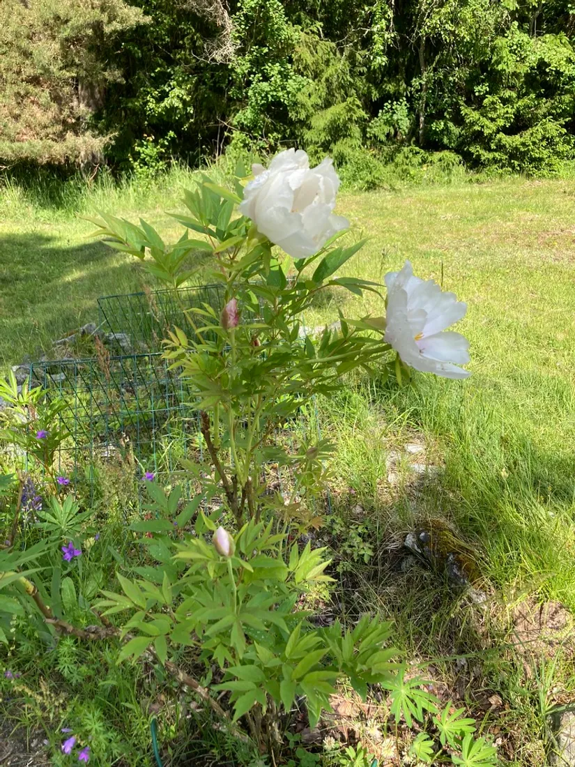 Villa, Runmarö Kila 718, Runmarö, Värmdö