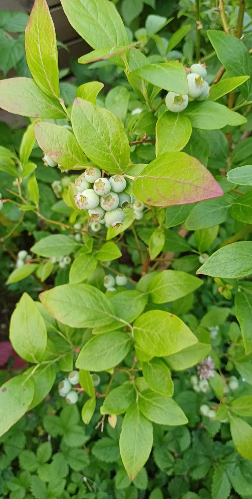 Villa, Kalkstensvägen 6, Annelund, Ljungby