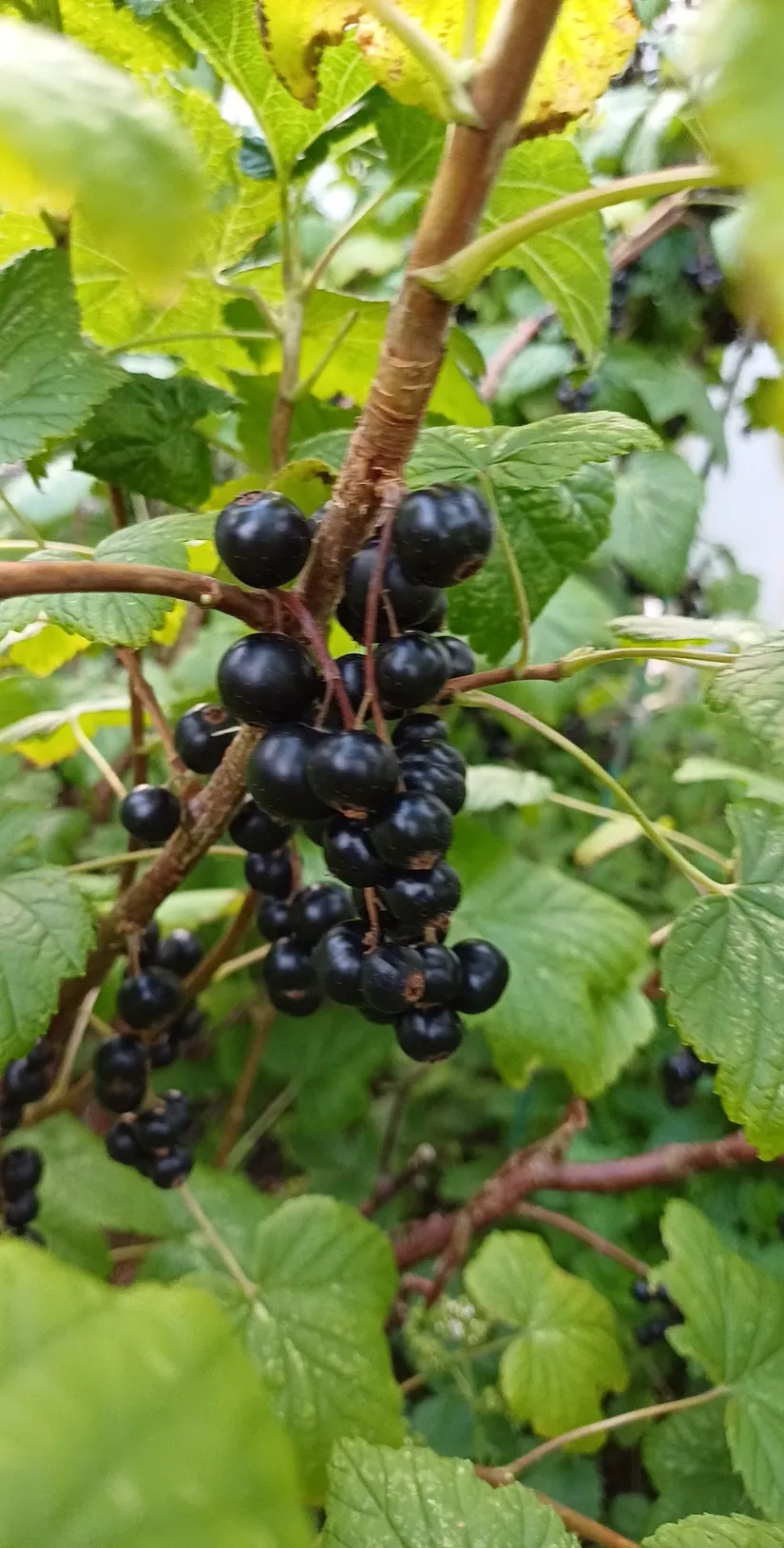 Villa, Kalkstensvägen 6, Annelund, Ljungby