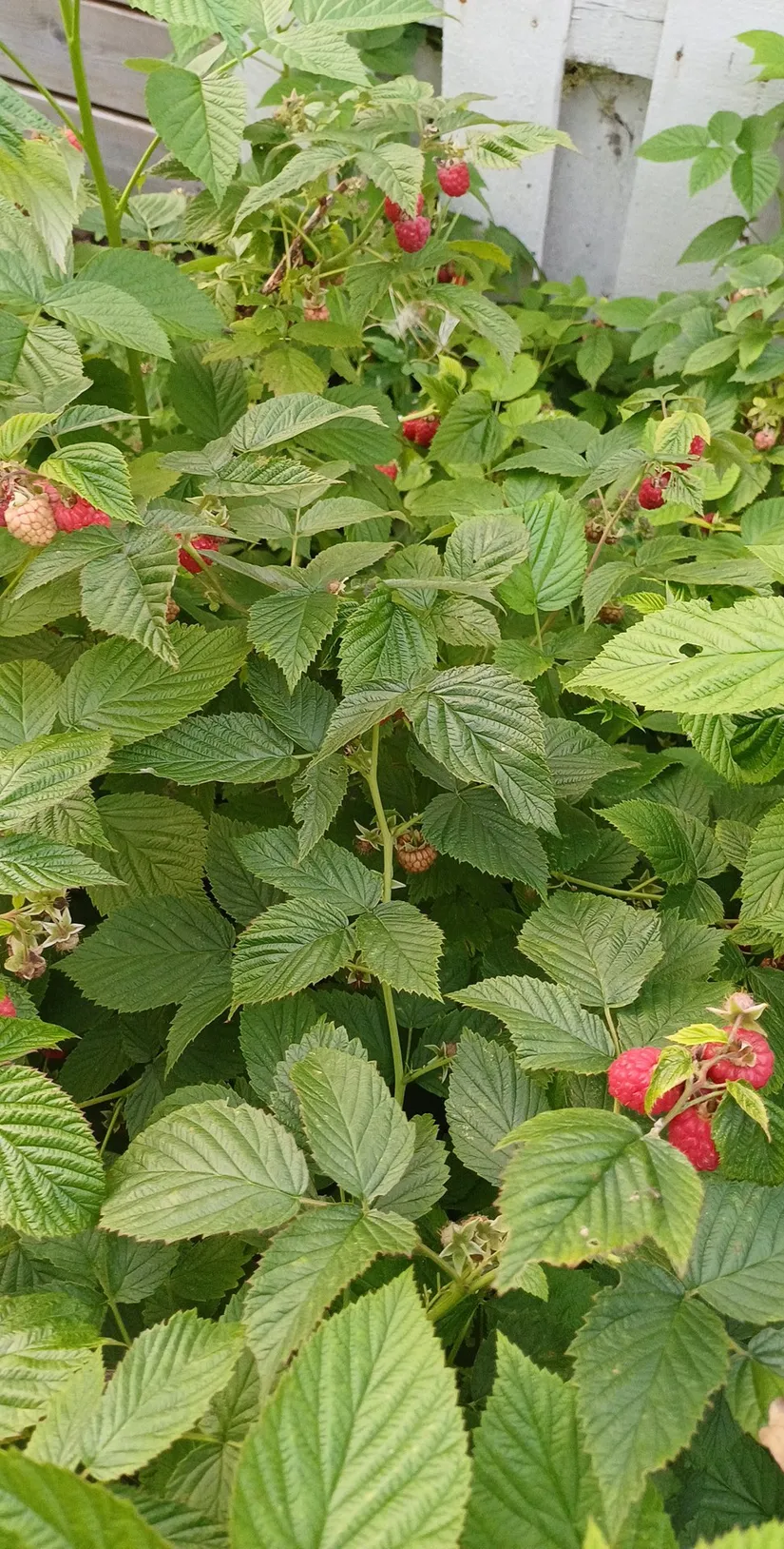 Villa, Kalkstensvägen 6, Annelund, Ljungby