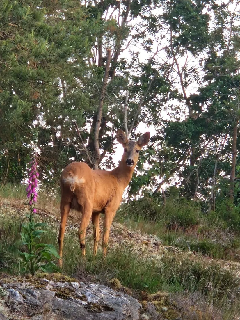Villa, Silvers väg 14, Timmervik, Stenungsund