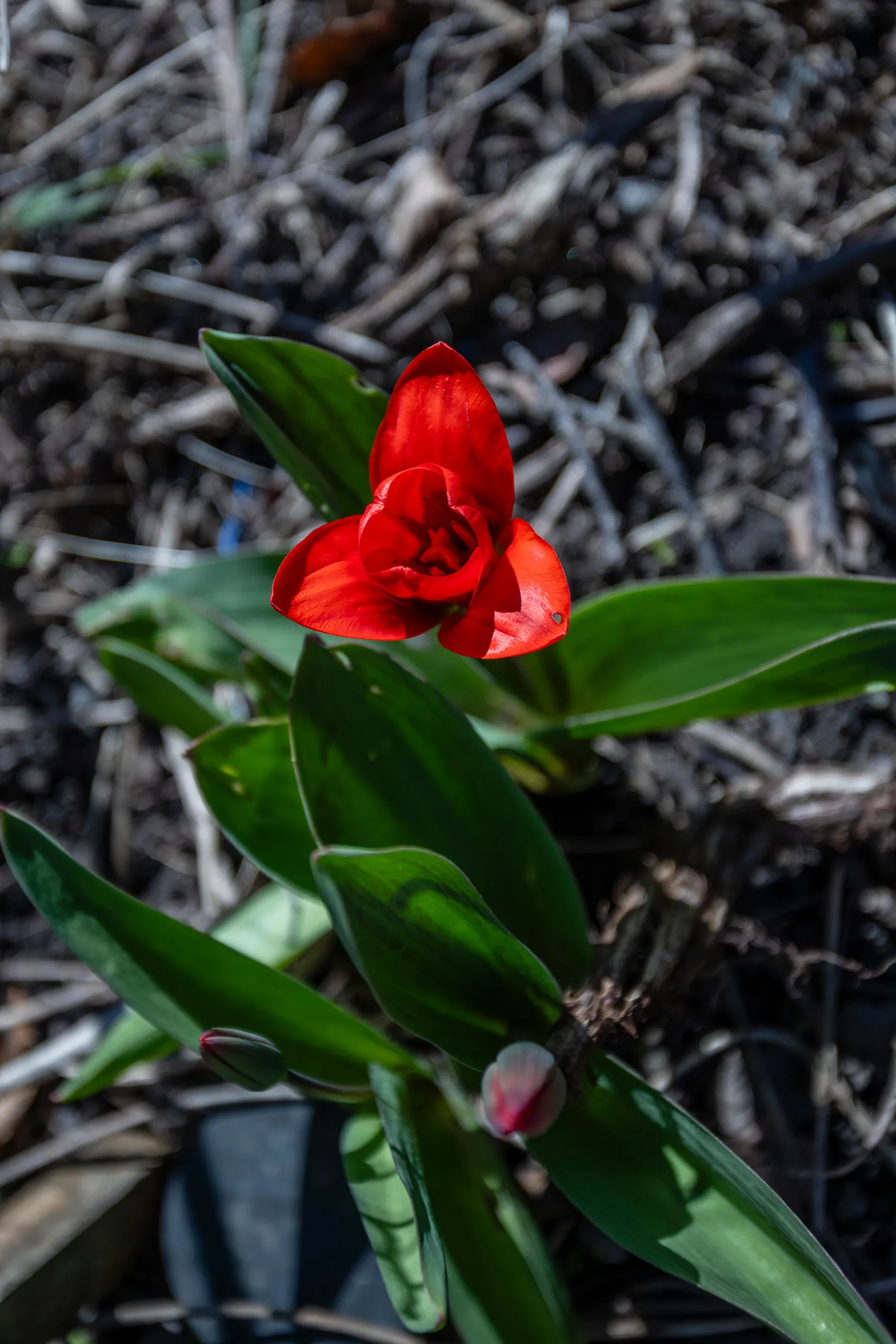 Villa, Radhus, Edsängsvägen 12D, Edsängen, Sollentuna