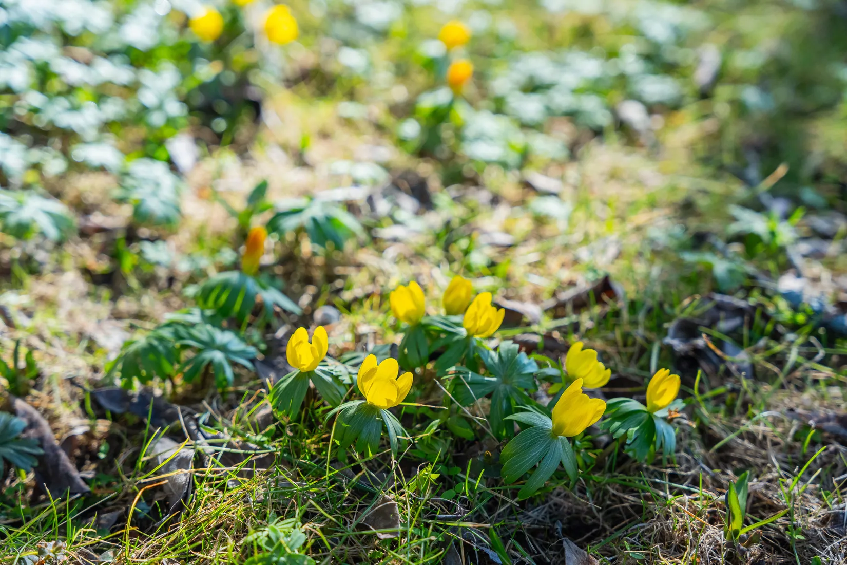 Villa, Grenadjärvägen 19, Pryssgården, Norrköping