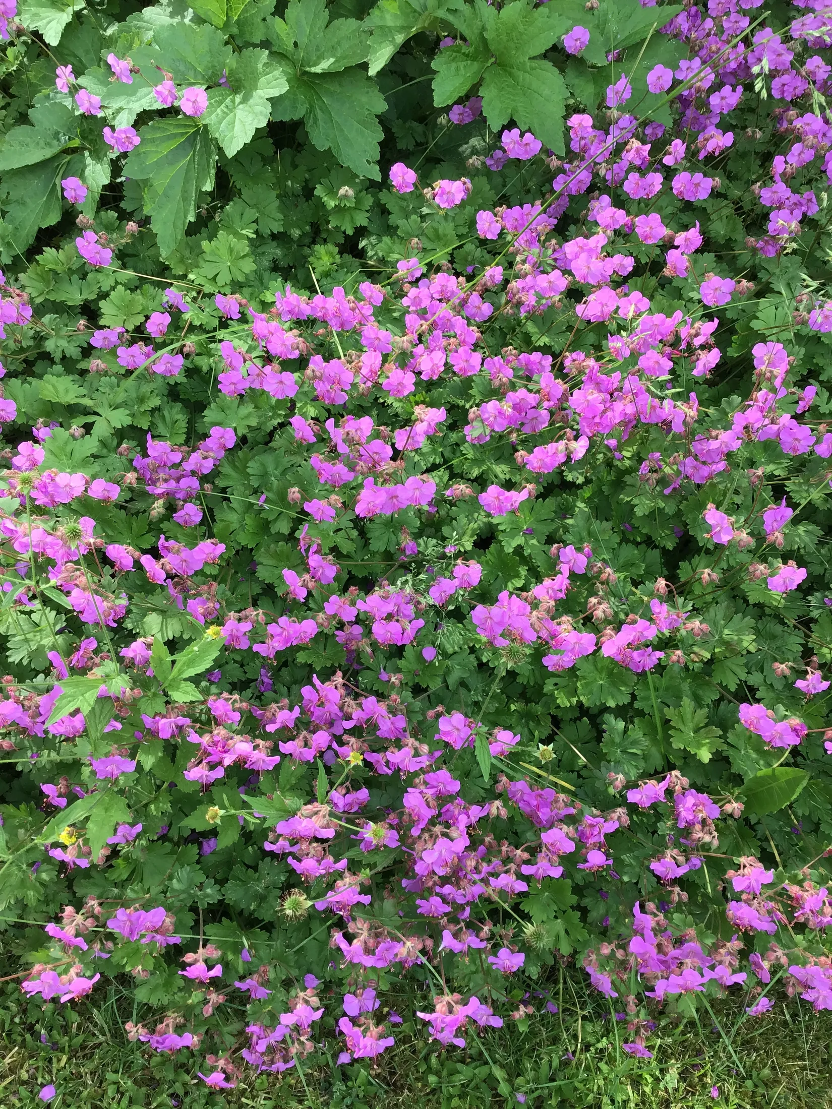 Villa, Arkitektvägen 3, Vänge, Uppsala